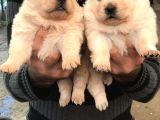 Denizliden Chow Chow Yavrularmz
