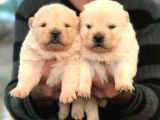 denizliden chow chow yavrularmz