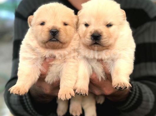 Denizliden Chow Chow Yavrularmz