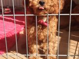 A SCR MUHTEŞEM TOY POODLE  YAVRULARIMIZ