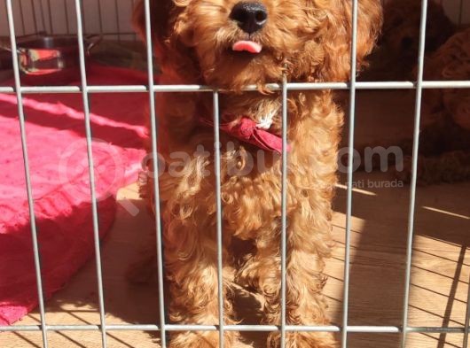 A Scr Muhteşem Toy Poodle  Yavrularimiz