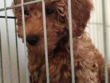 A Scr Muhteşem Toy Poodle  Yavrularimiz