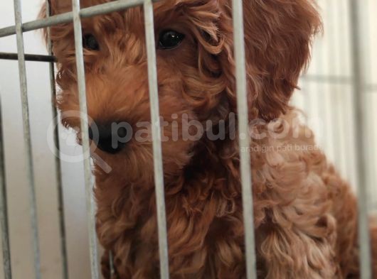 A Scr Muhteşem Toy Poodle  Yavrularimiz görsel