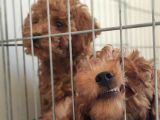A Scr Muhteşem Toy Poodle  Yavrularimiz