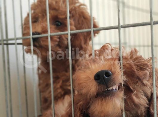 A Scr Muhteşem Toy Poodle  Yavrularimiz görsel
