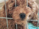 A Scr Muhteşem Toy Poodle  Yavrularimiz