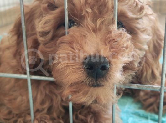 A Scr Muhteşem Toy Poodle  Yavrularimiz görsel