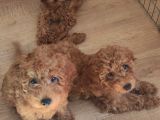 A Scr Muhteşem Toy Poodle  Yavrularimiz