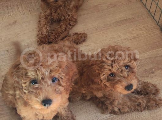 A Scr Muhteşem Toy Poodle  Yavrularimiz görsel