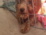 A Scr Muhteşem Toy Poodle  Yavrularimiz