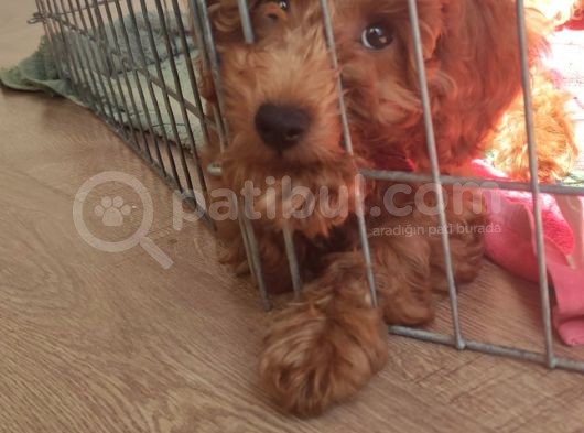A Scr Muhteşem Toy Poodle  Yavrularimiz görsel