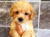 MALTİPO CİNSİ 