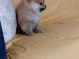 Pomeranian Yavru