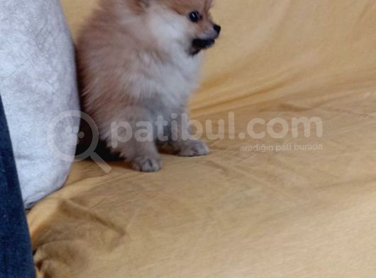 Pomeranian Yavru görsel