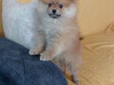 Pomeranian yavru