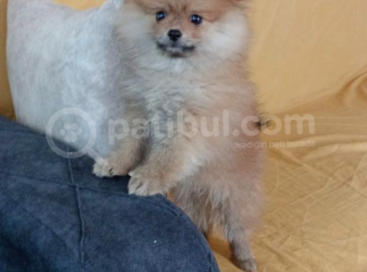Pomeranian Yavru
