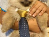 Pomeranian Yavru