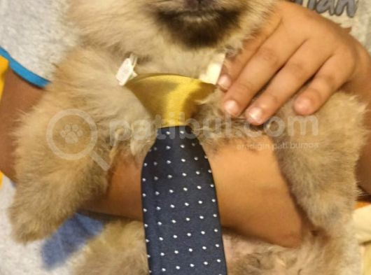Pomeranian Yavru görsel