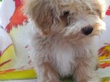 Sevimli Maltipoo Dişi
