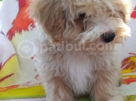 Sevimli Maltipoo Dişi görsel