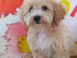 sevimli Maltipoo dişi