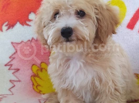 Sevimli Maltipoo Dişi