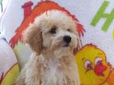 Sevimli Maltipoo Dişi