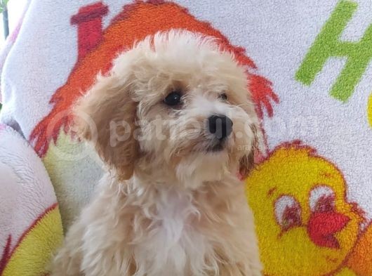 Sevimli Maltipoo Dişi görsel