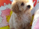 Sevimli Maltipoo Dişi