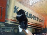 Sevimli Morkie Yavrular