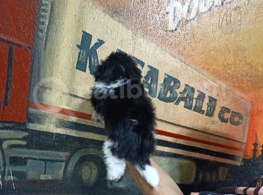 Sevimli Morkie Yavrular görsel