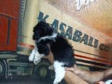 Sevimli Morkie Yavrular