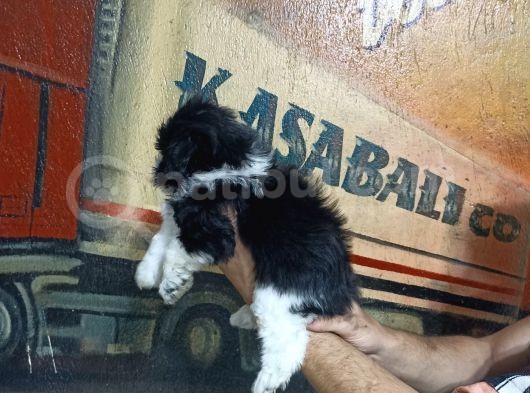 Sevimli Morkie Yavrular görsel
