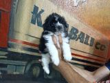 Sevimli Morkie Yavrular
