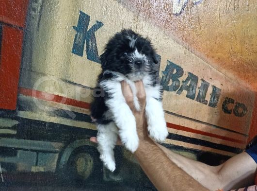 Sevimli Morkie Yavrular görsel
