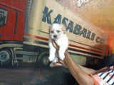 sevimli Morkie yavrular