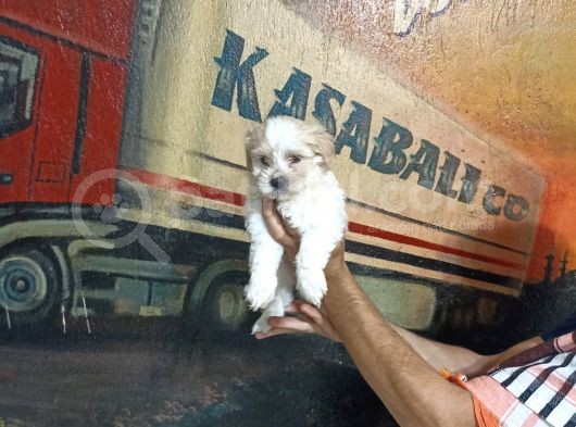 Sevimli Morkie Yavrular