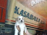 Sevimli Morkie Yavrular