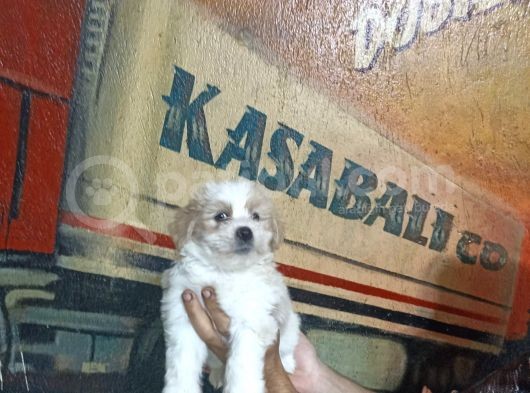 Sevimli Morkie Yavrular görsel