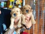 Bebek Yüzlü Golden A Kali̇te Irk