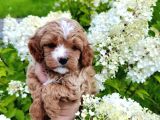 POODLE dan farksız