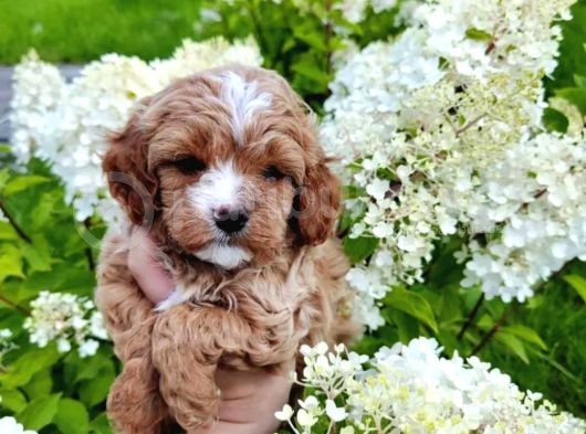 Poodle Dan Farksız