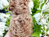 Poodle Dan Farksız