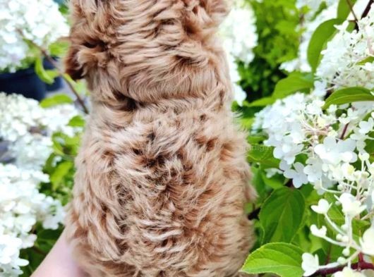 Poodle Dan Farksız görsel