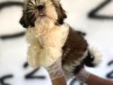 Shıh Tzu Babys