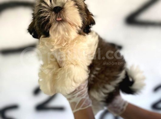 Shıh Tzu Babys görsel
