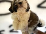 Shıh Tzu Babys