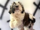 Shıh Tzu babys
