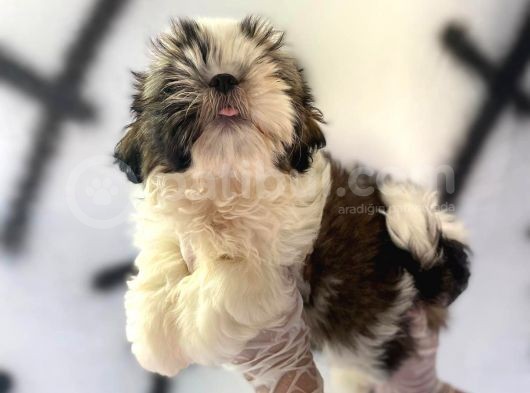 Shıh Tzu Babys