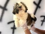 Shıh Tzu Babys